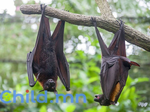 “Нипах” вирустэй холбоотой асуудал үүсвэл ГХЯ-тай холбогдох заавар 