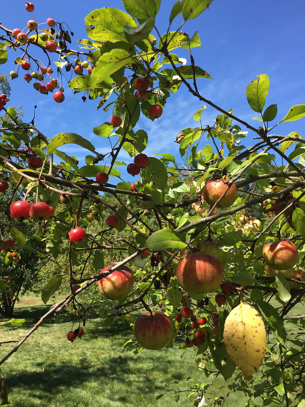 friends in the orchard