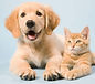 pet calendar image three