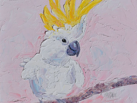 Coco, the Sulphur Crested Cockatoo 💛