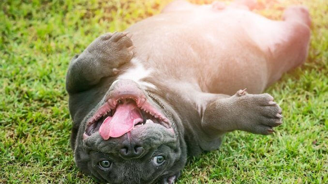 Playful American Bully
