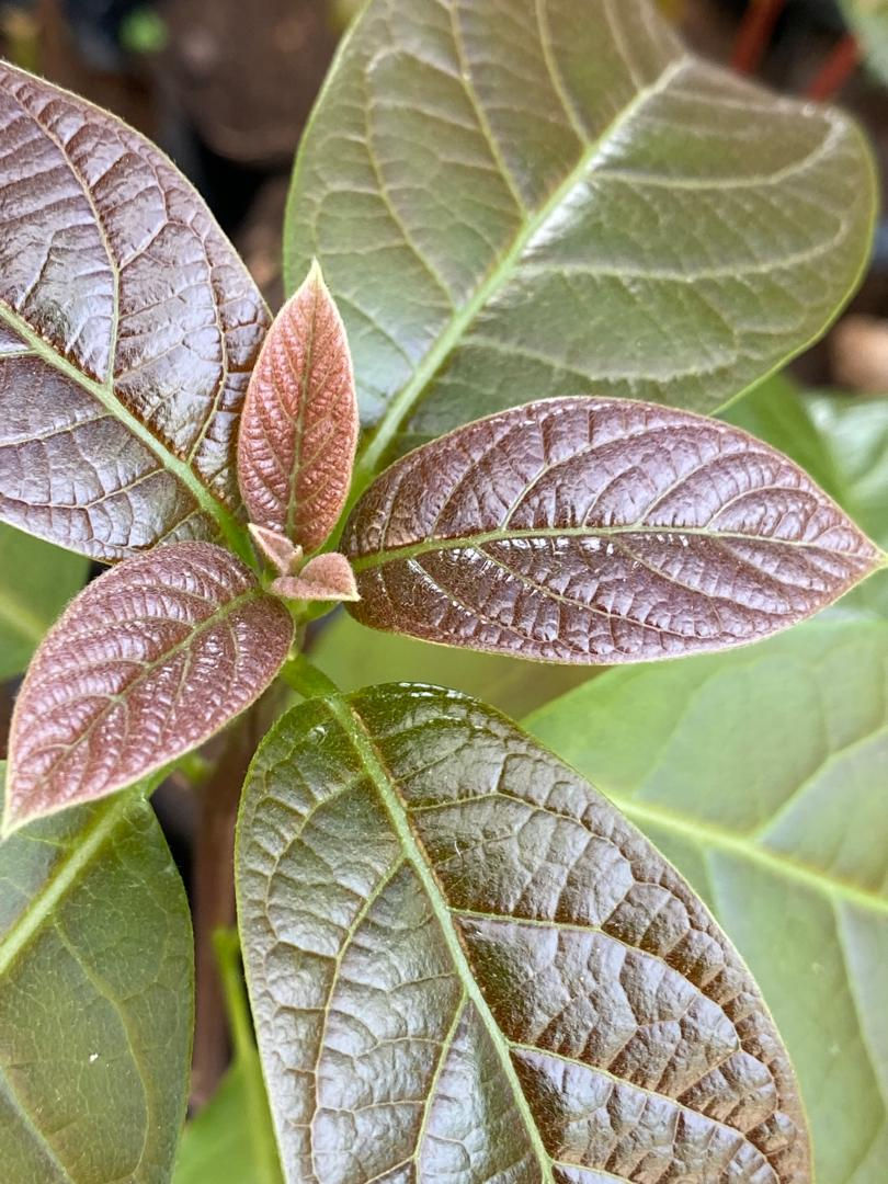 Why plant avocado trees?