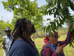 Cultural Capital Haiti's First Year