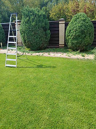 обрізка та формування ялівцю