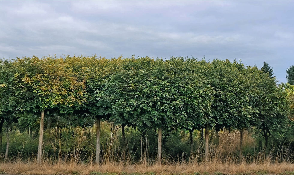 Клен гостролистий "Глобозум" Acer platanoides "Globosum"