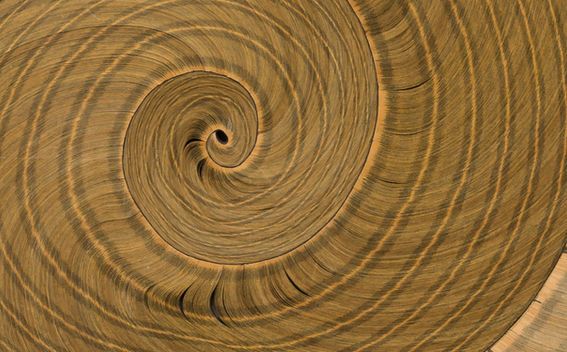 NIDO CARACOL, (detalle), 2008.