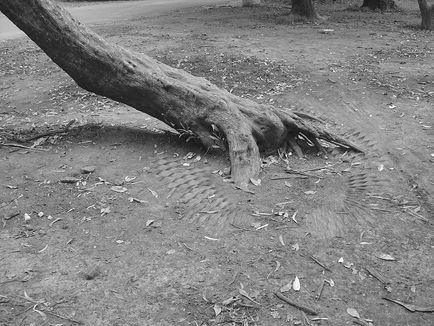 ÁRBOLES Y HUECOS, 2007. 