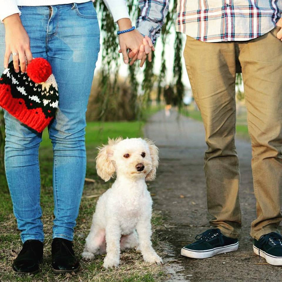 cómo obtengo un pasaporte para mi perro en irlanda