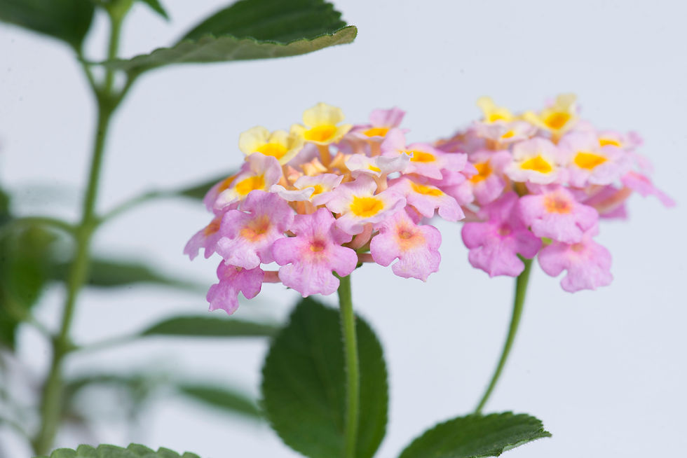 Tango arbustivo (Lantana montevidensis)