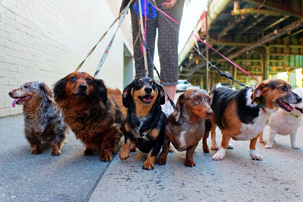 Dog Walking Services | Bolton