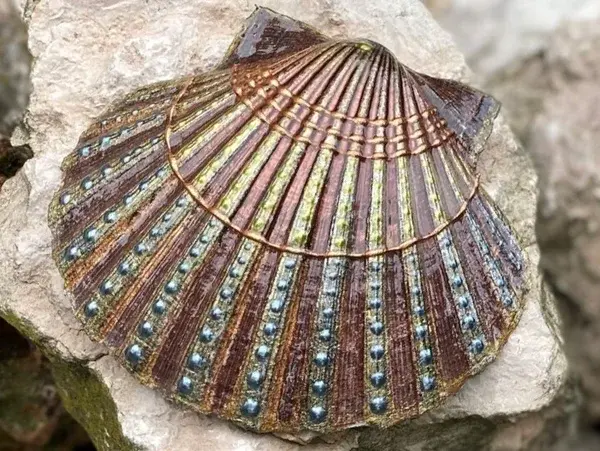 Thumbnail: Grote Sint Jacobsschelp Autumn, 14 cm