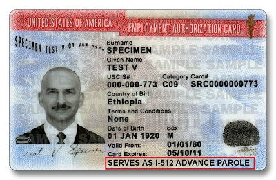 US Employment Authorization Card with a bald man’s photo, text fields, red header, and thumbprint on a gray-blue background.