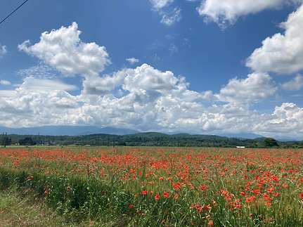 Champ de Coquelicot