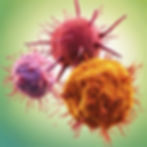 T cell killing a cancer cell.jpg