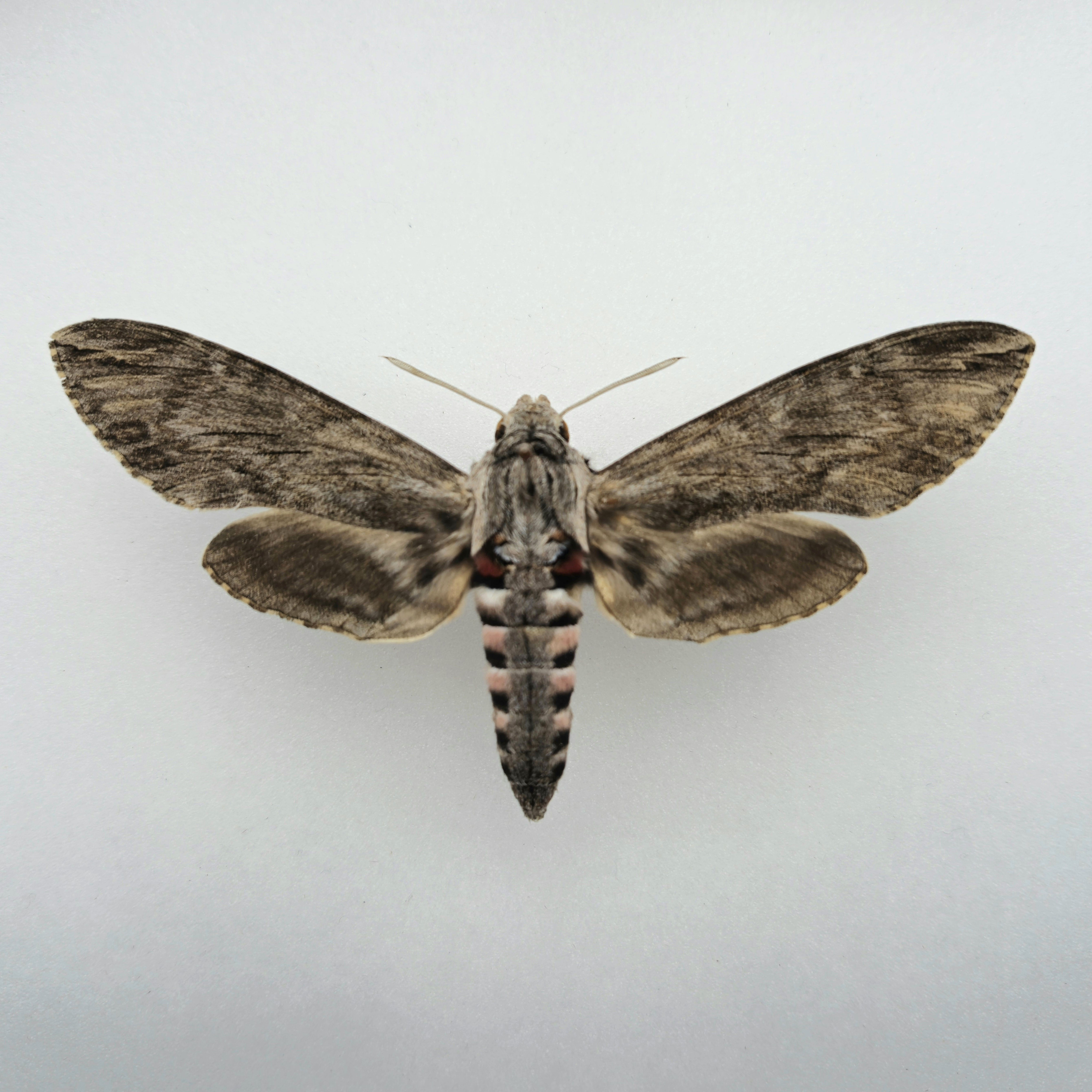 Agrius convolvuli W.