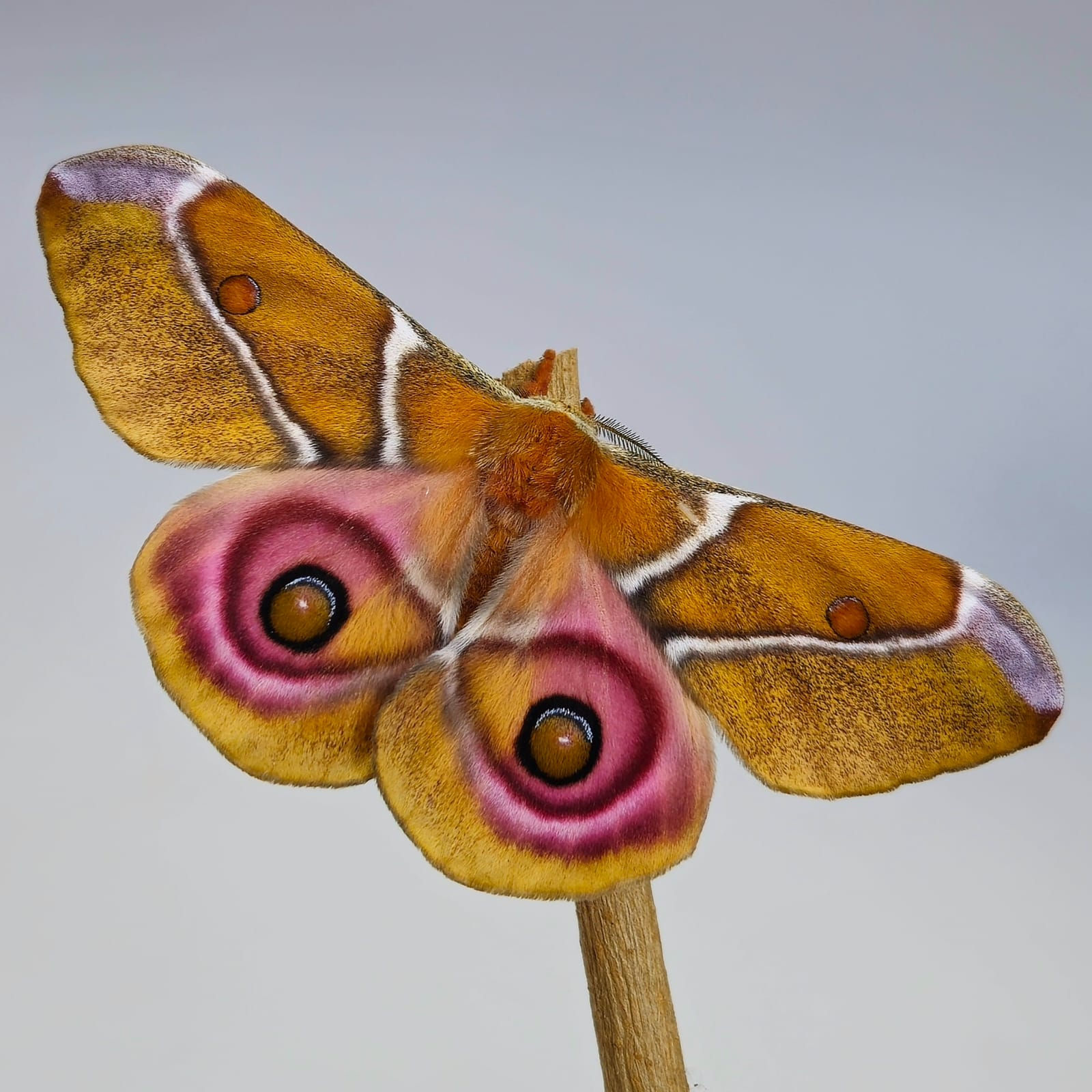 Antherina suraka - 30 Raupen L2/L3