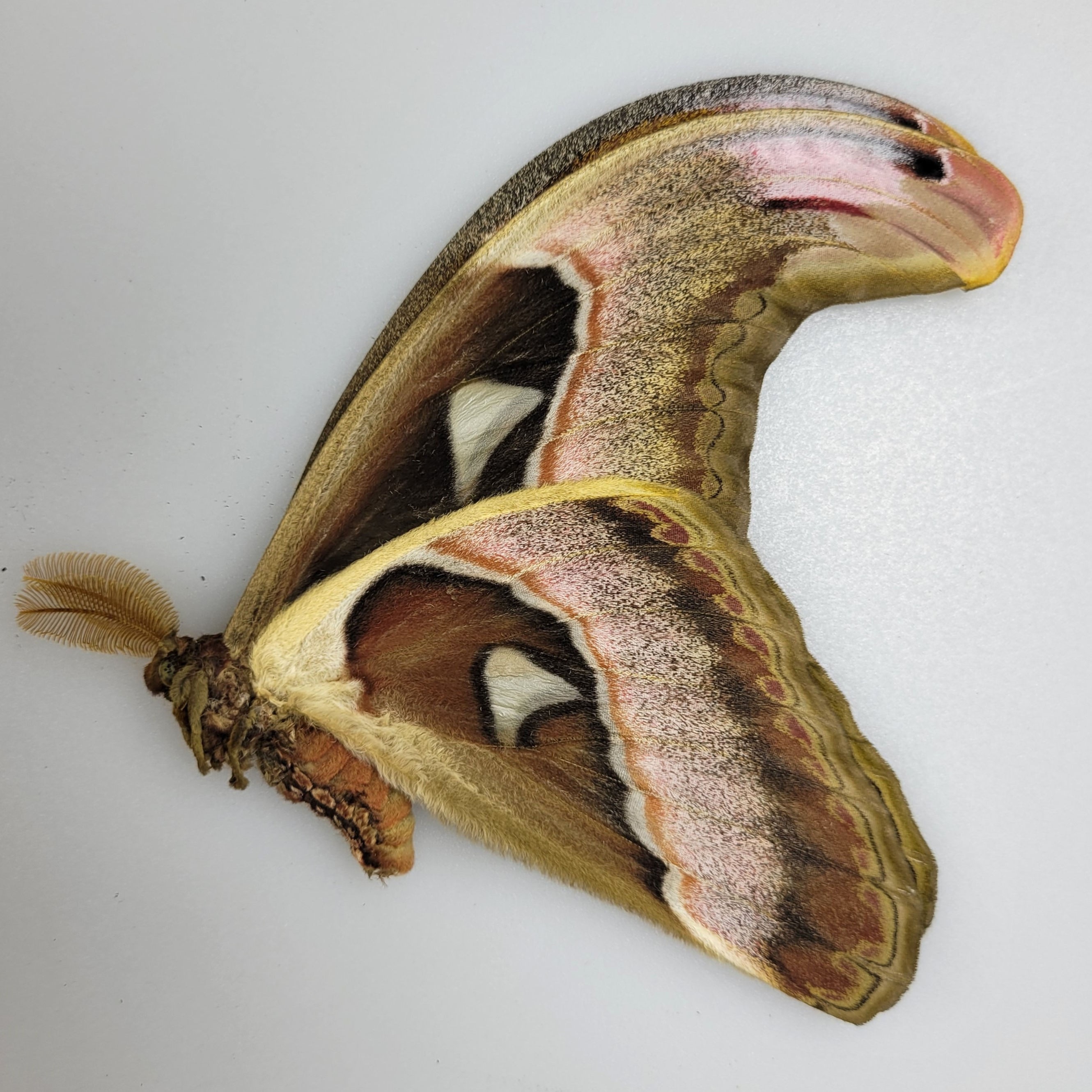 Attacus lorquinii M.