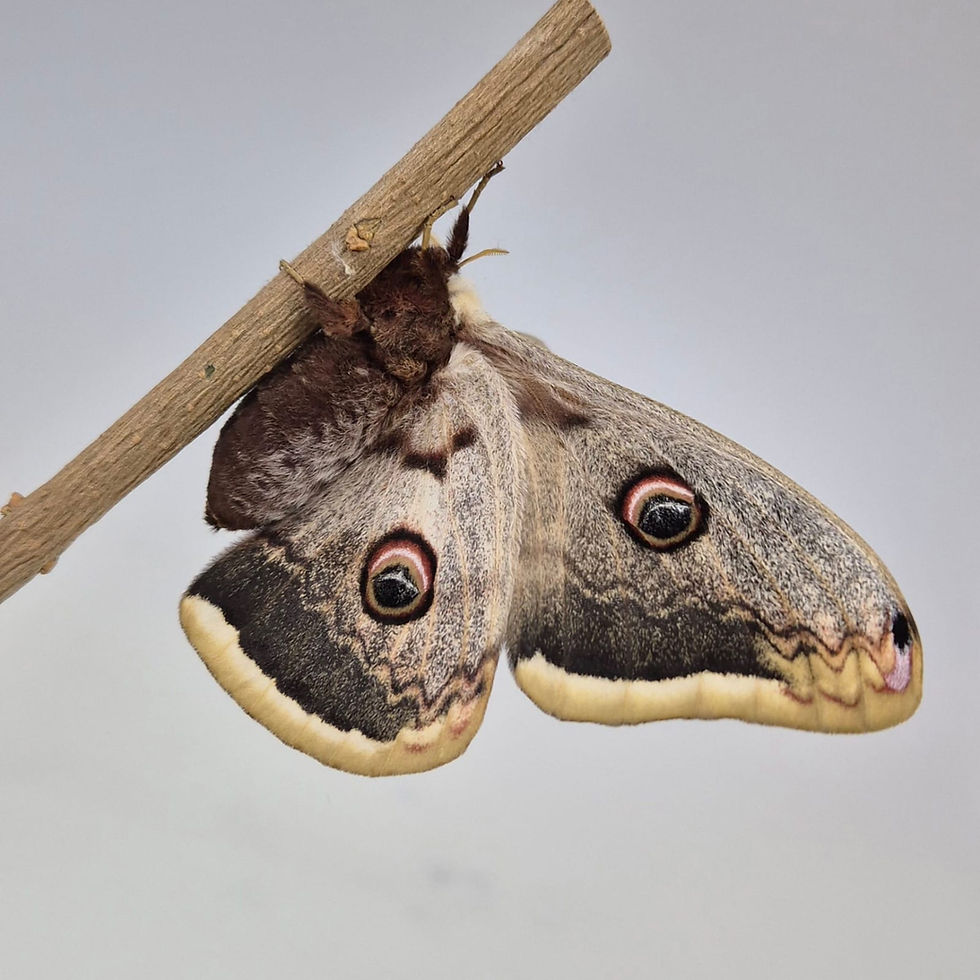 Miniaturbild: Saturnia pyri (Wiener Nachtpfauenauge) - Kokon