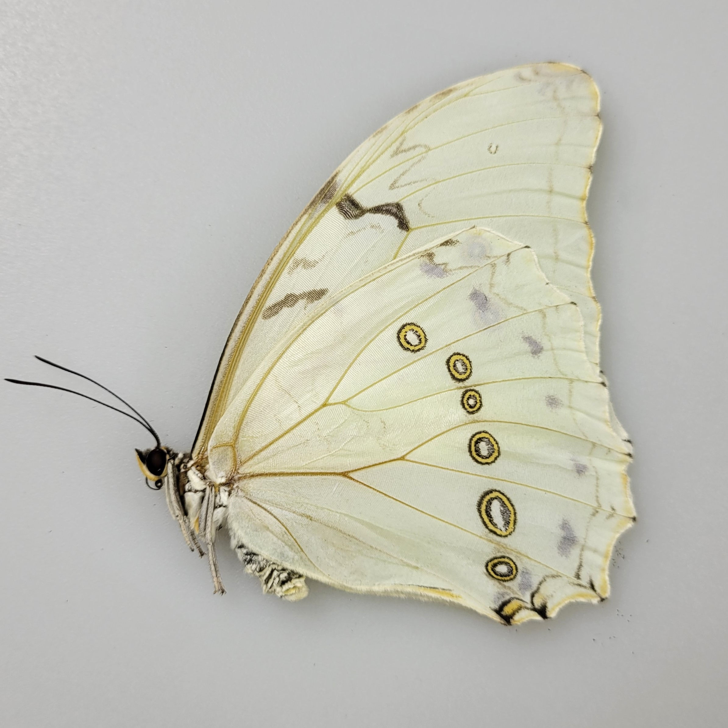 Morpho polyphemus M.