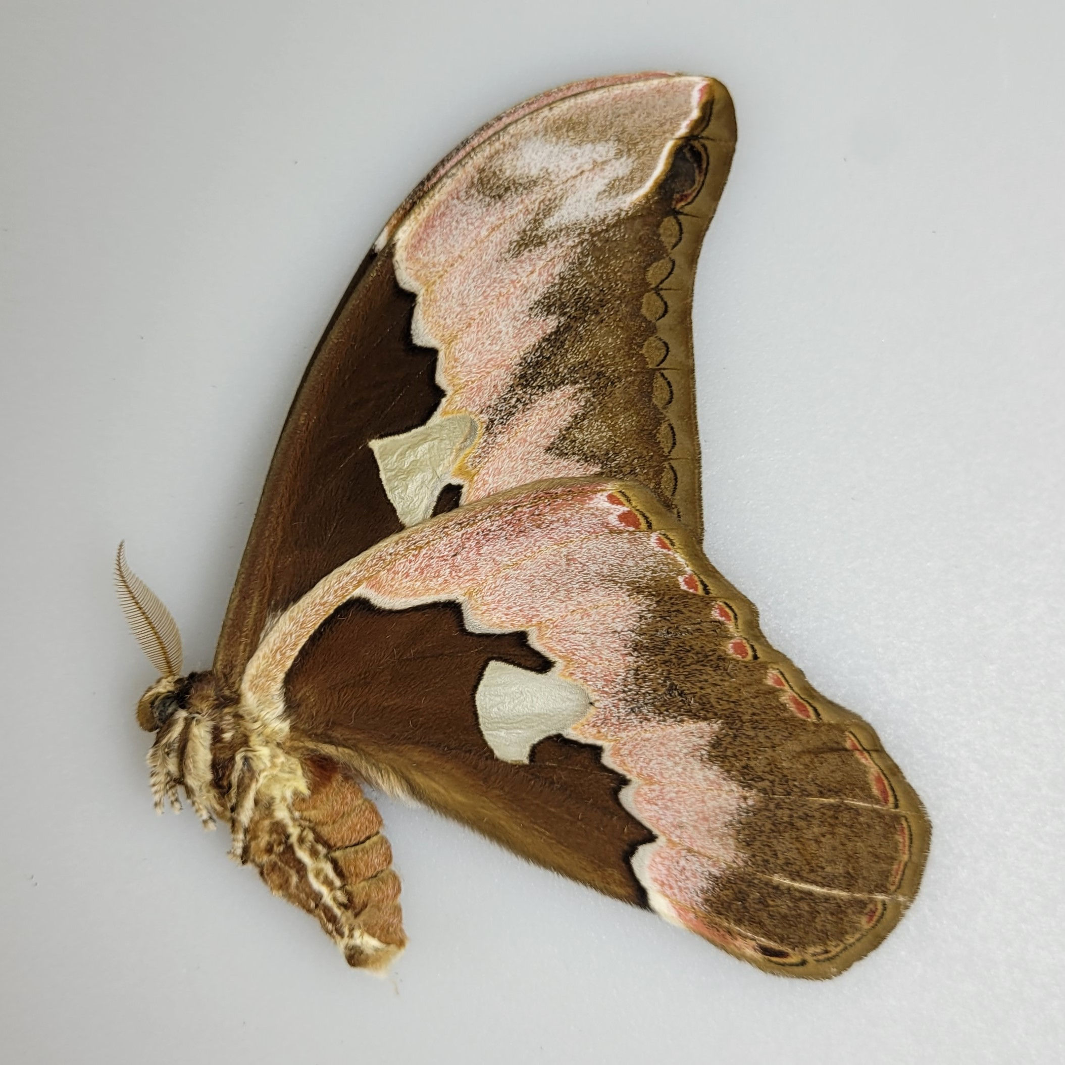 Rothschildia inca M.