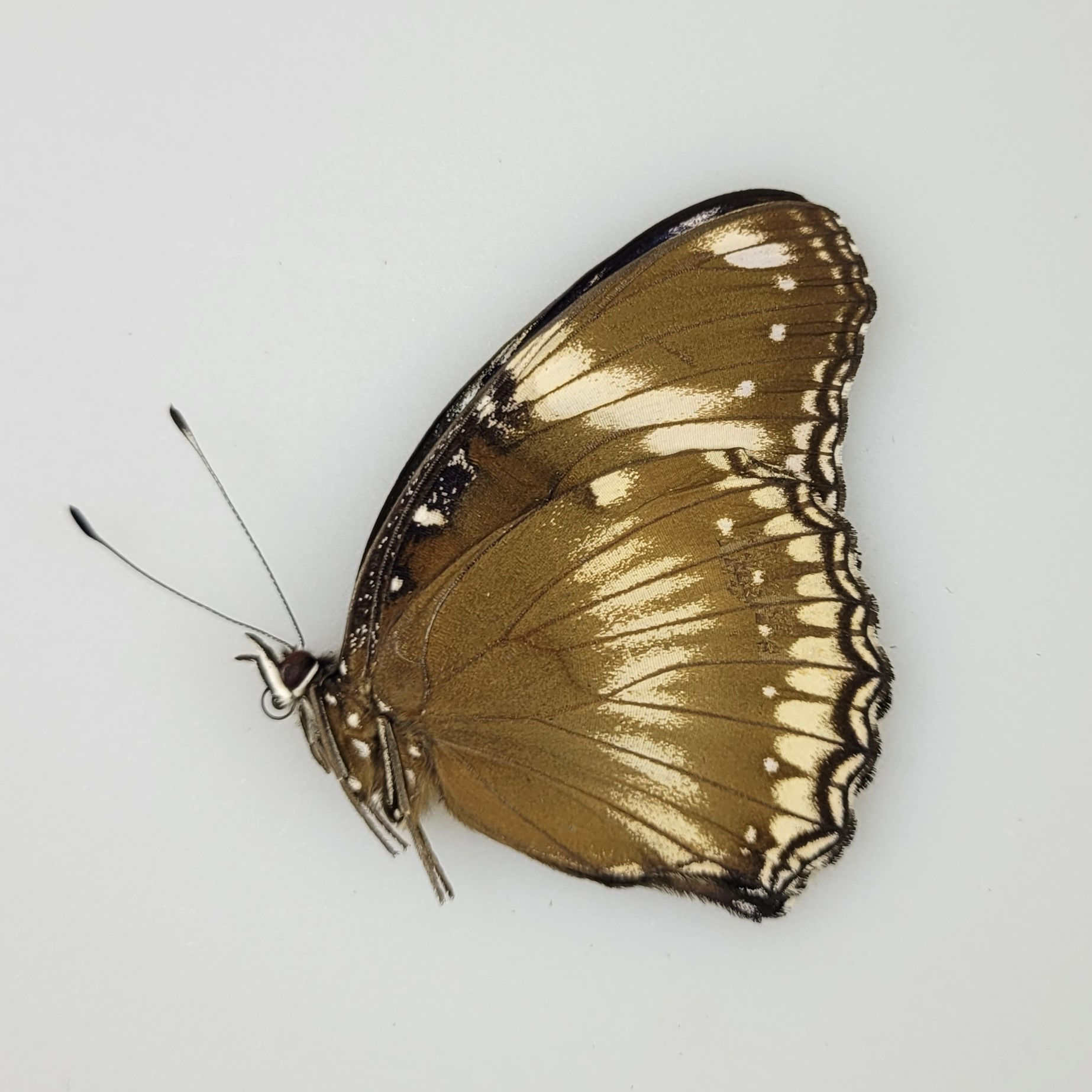 Hypolimnas bolina W.