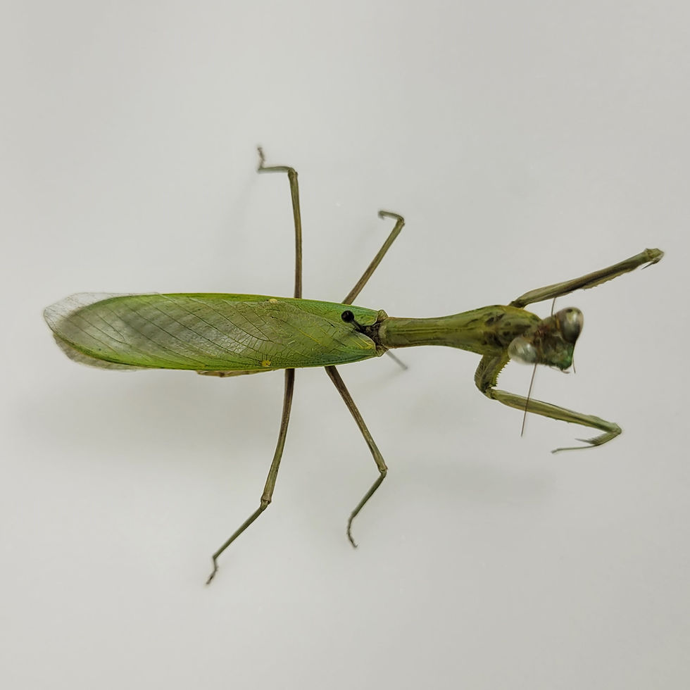 Miniaturbild: Hierodula membranacea M.