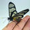 Miniaturbild: Methona confusa - Puppen