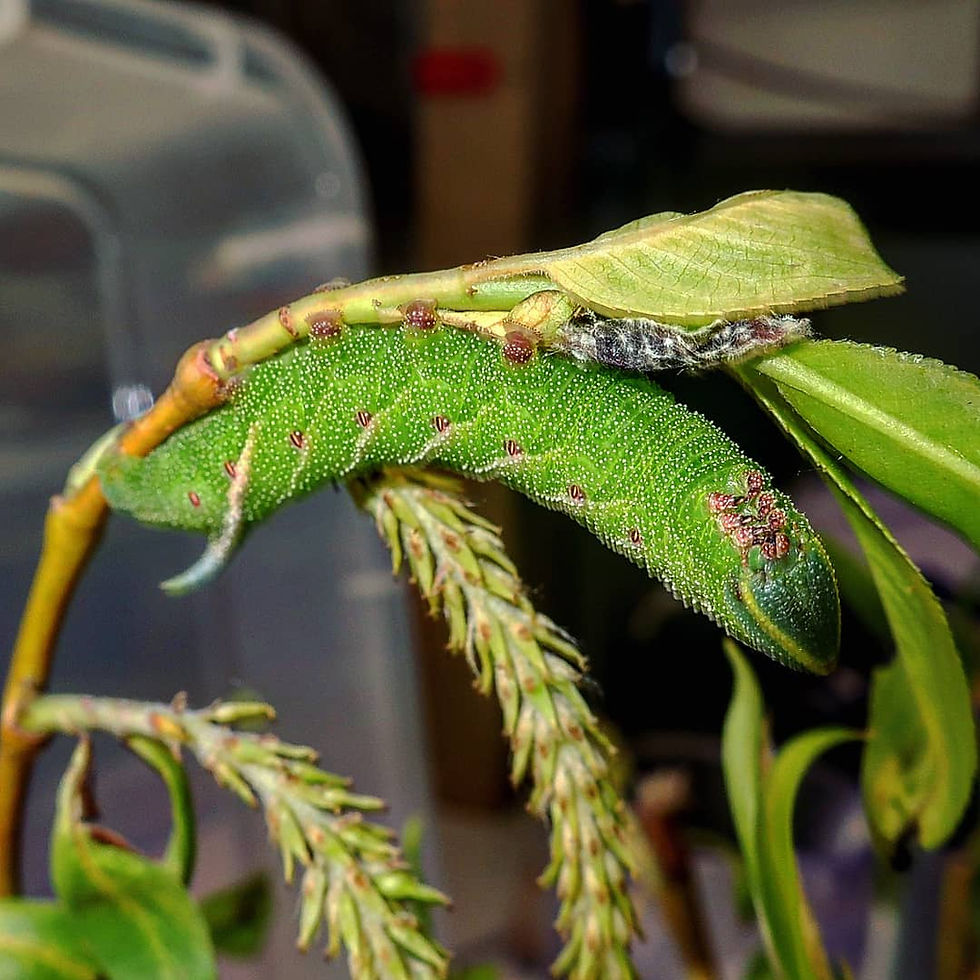 Miniaturbild: Abendpfauenauge  - 20 Raupen