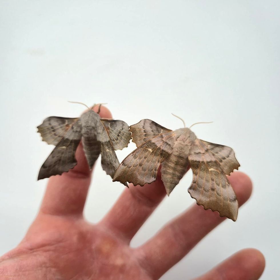 Miniaturbild: Pappelschwärmer - 20 Eier