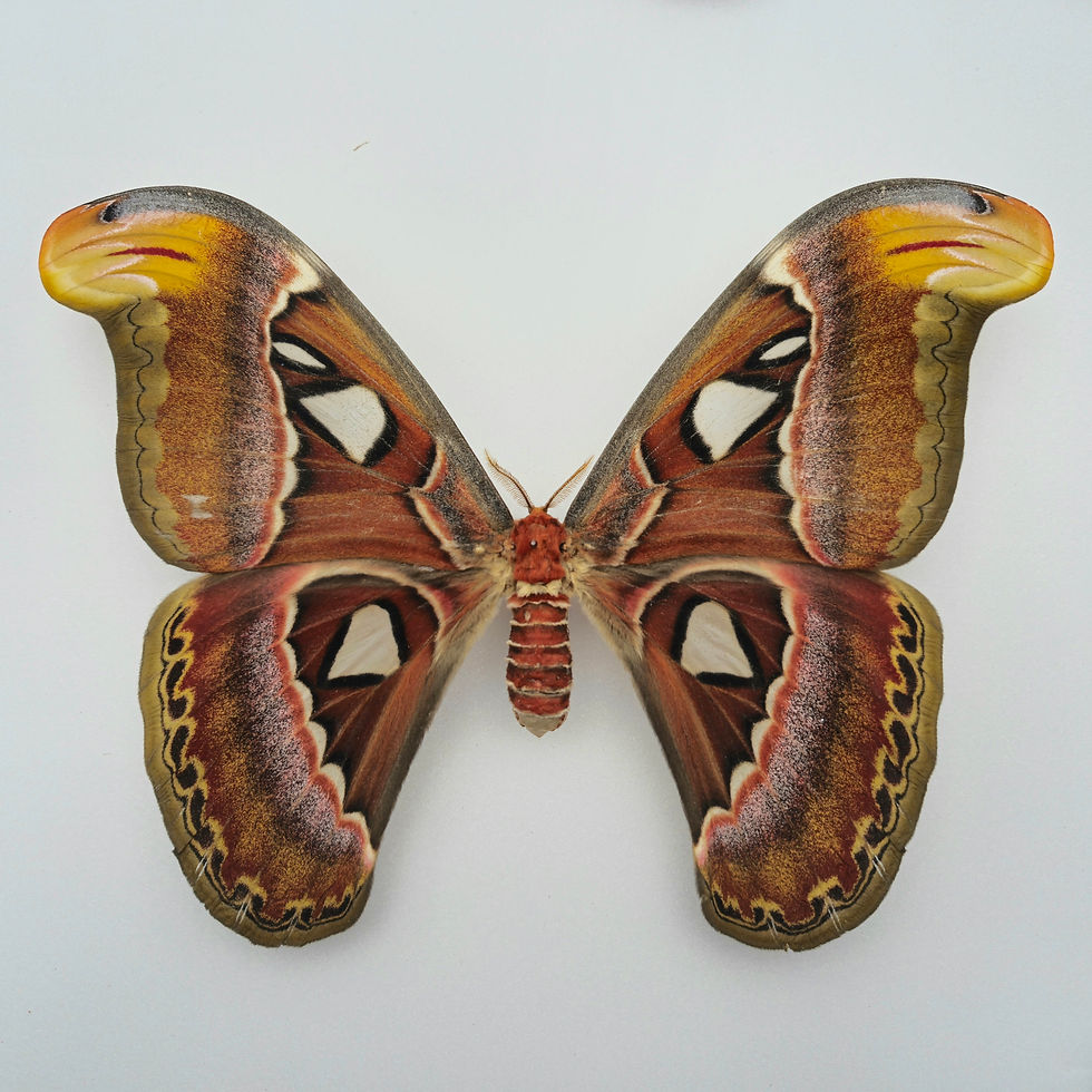 Miniaturbild: Attacus atlas W.