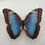 Miniaturbild: Morpho helenor ssp. W.