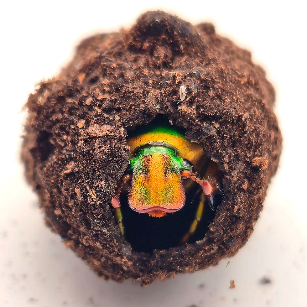 Miniaturbild: Stephanorrhina guttata - Käfer