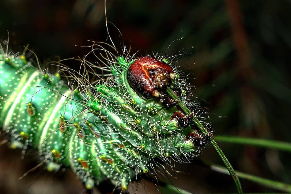 Miniaturbild: Actias dubernardi (Chinesischer Mondspinner) - 20 Eier