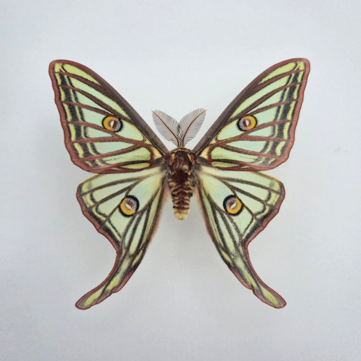 Graellsia isabellae M.