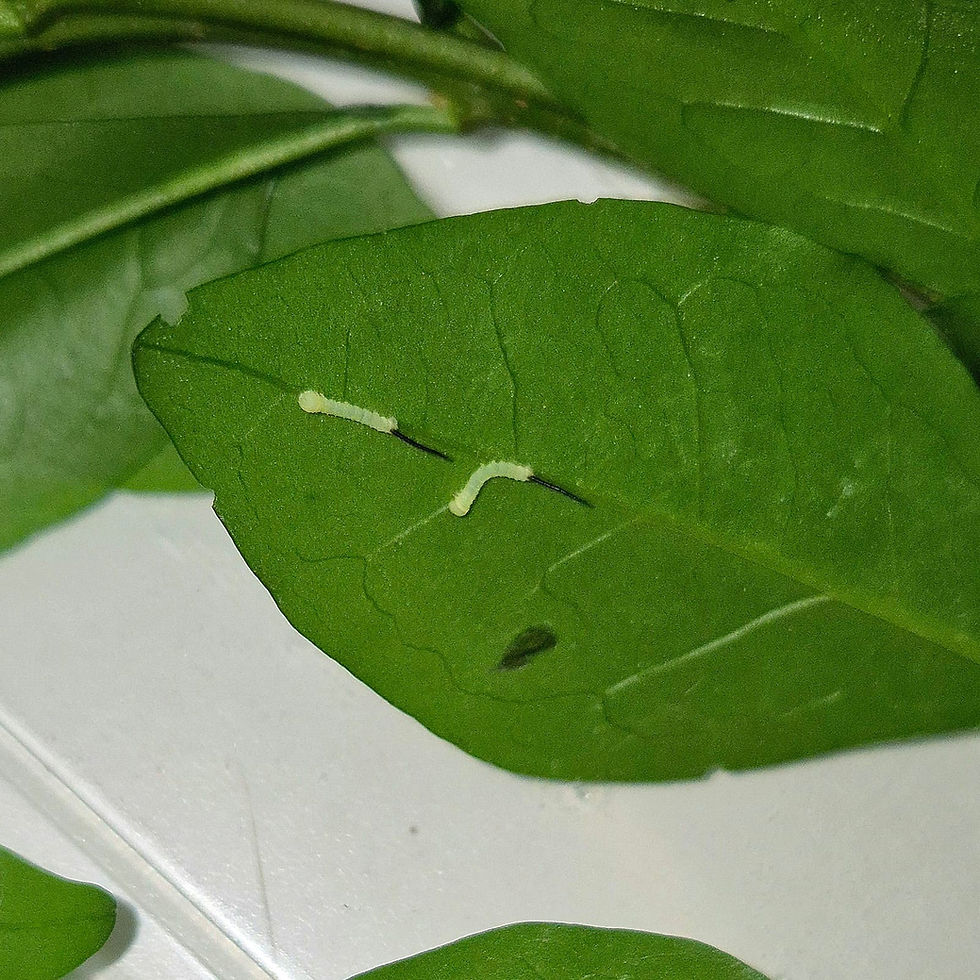 Miniaturbild: Ligusterschwärmer (Sphinx ligustri) - 25 Eier