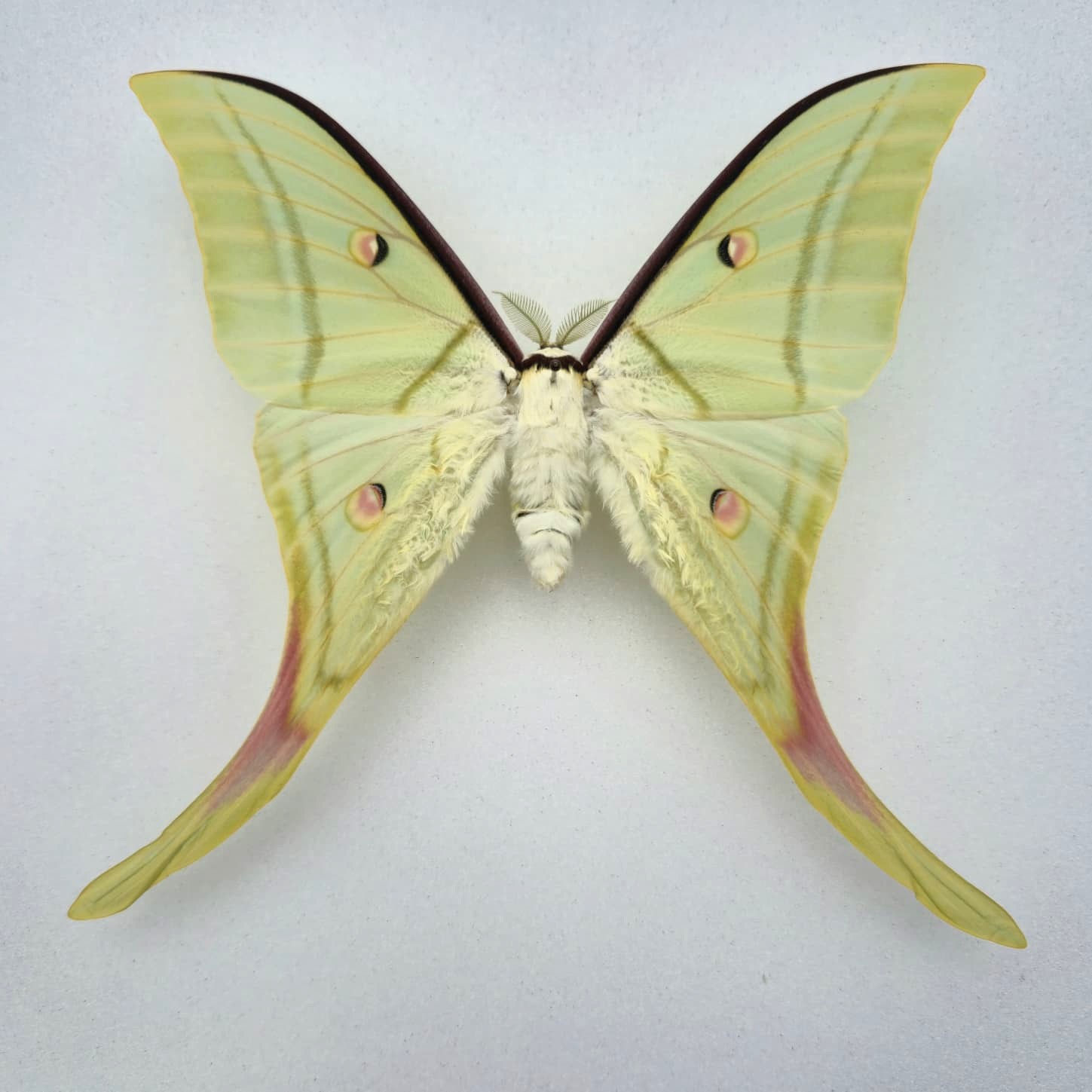 Actias selene (Indischer Mondspinner)  M.