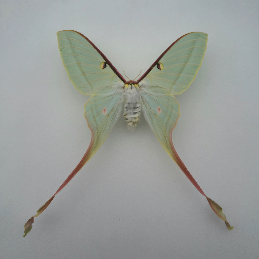 Miniaturbild: Actias dubernardi W.