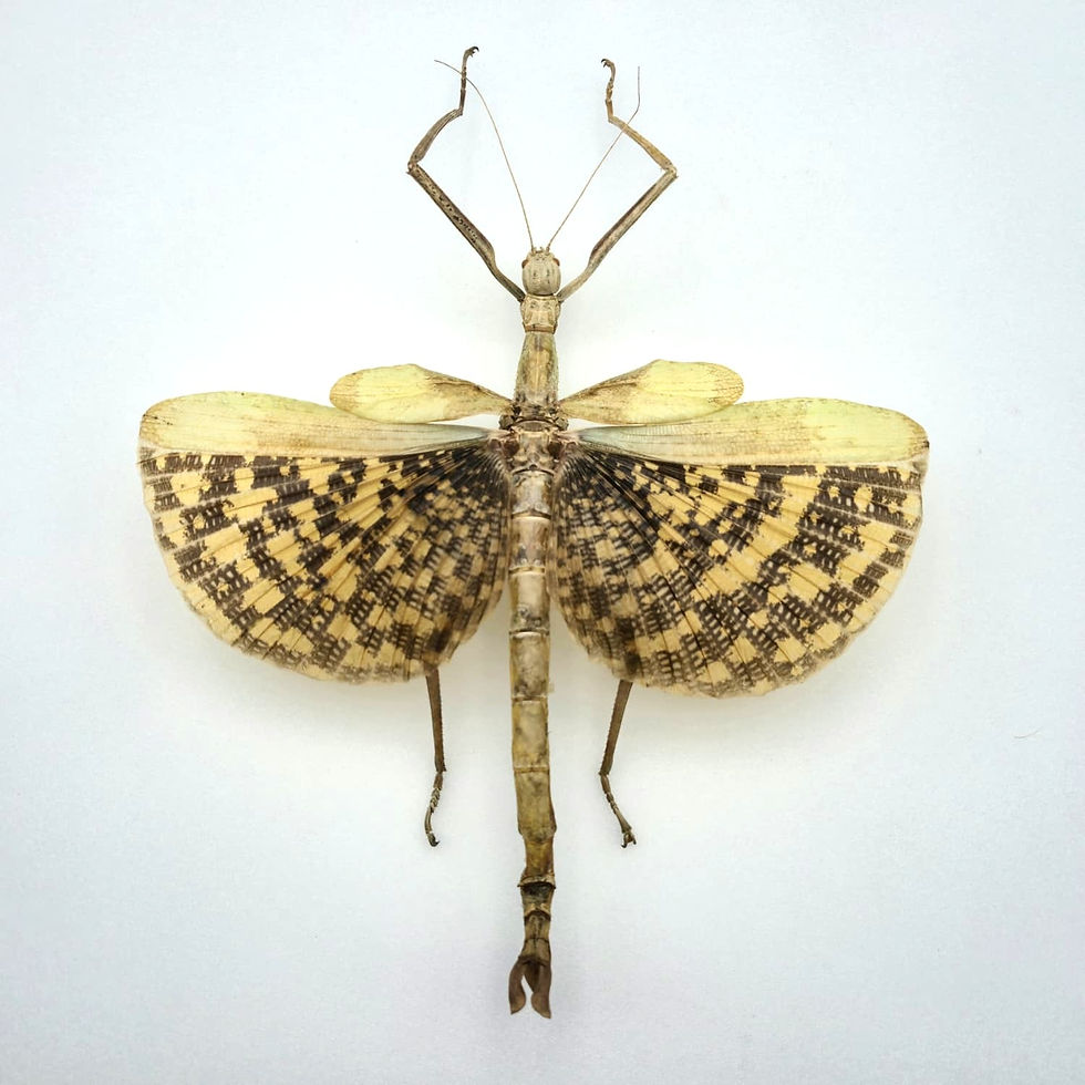 Miniaturbild: Phasma gigas W.