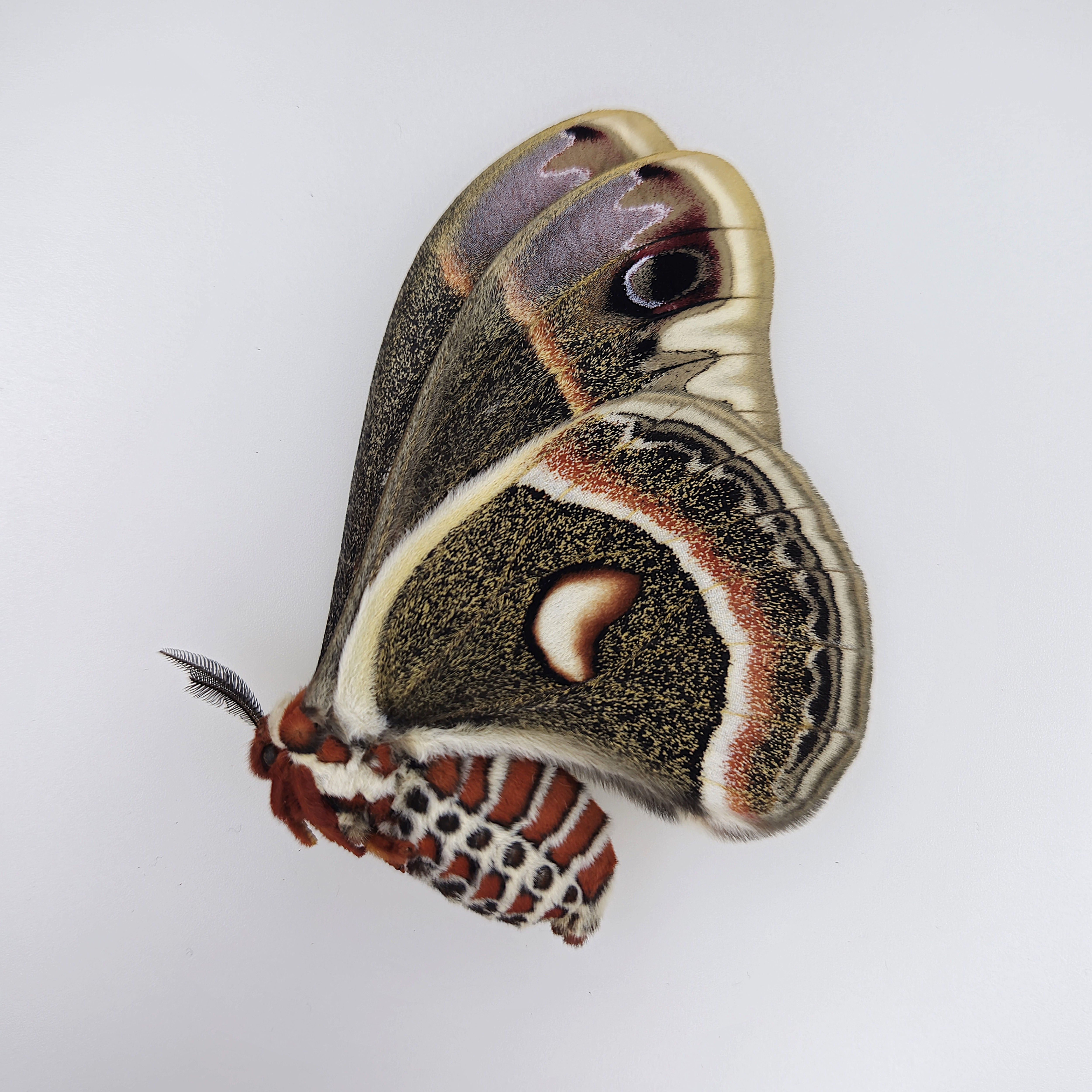 Hyalophora cecropia W.