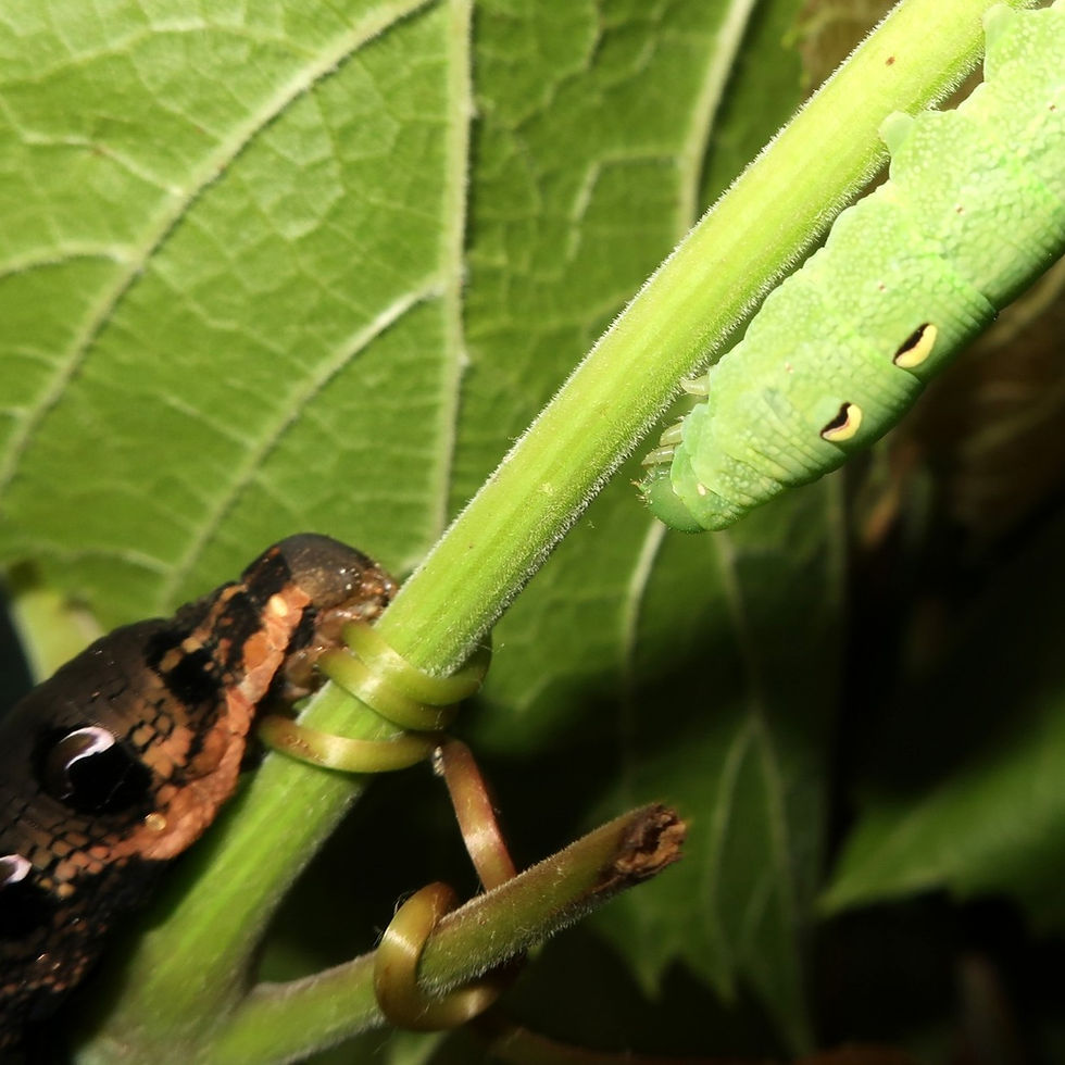 Miniaturbild: Mittlerer Weinschwärmer (Deilephila elpenor) - 20 Raupen