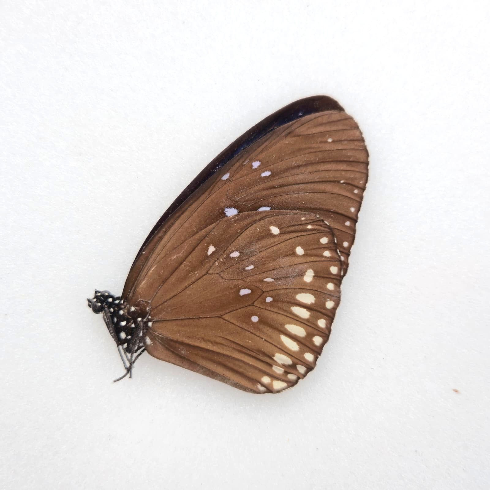 Euploea sylvester W.