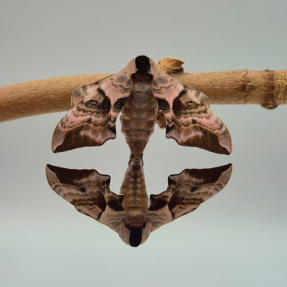 Miniaturbild: Abendpfauenauge  - 20 Raupen