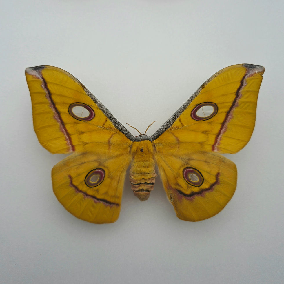 Miniaturbild: Antheraea jana (gelb) W.