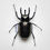 Miniaturbild: Chalcosoma atlas M.