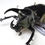 Miniaturbild: Chalcosoma atlas M.