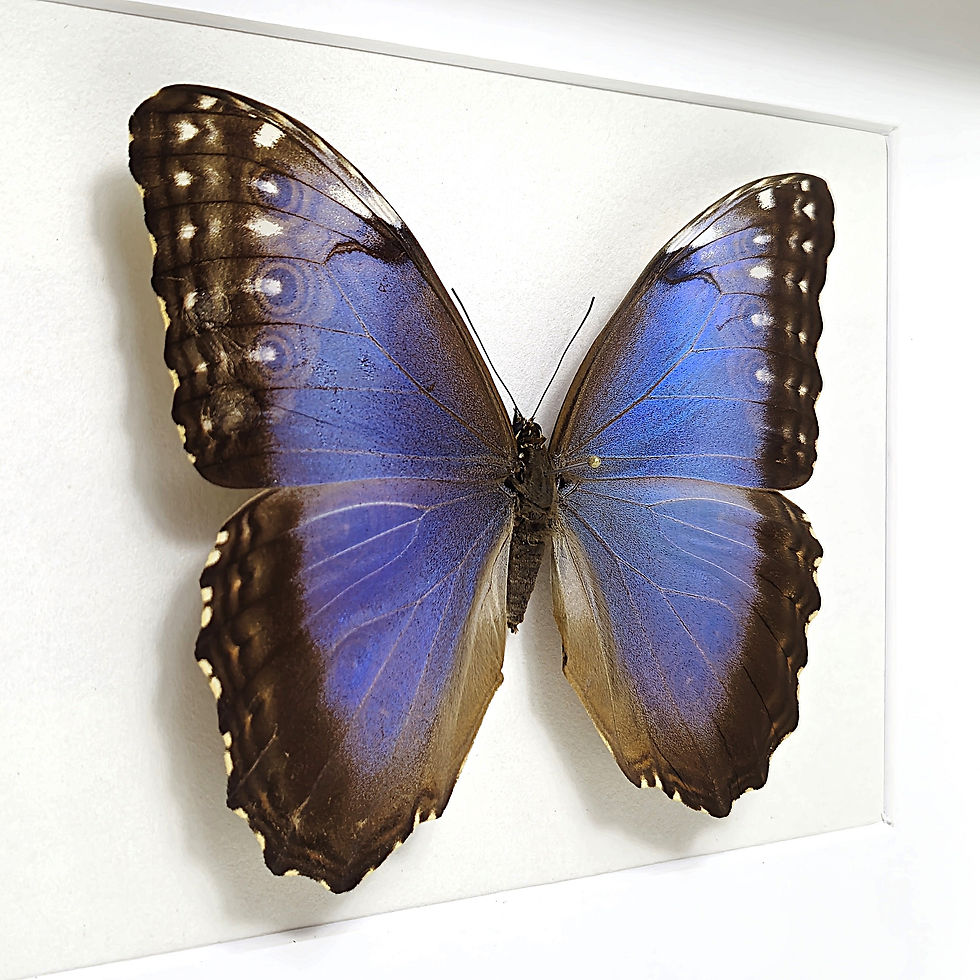 Miniaturbild: Morpho helenor W. im Rahmen