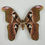 Miniaturbild: Attacus lorquinii W. (170mm)
