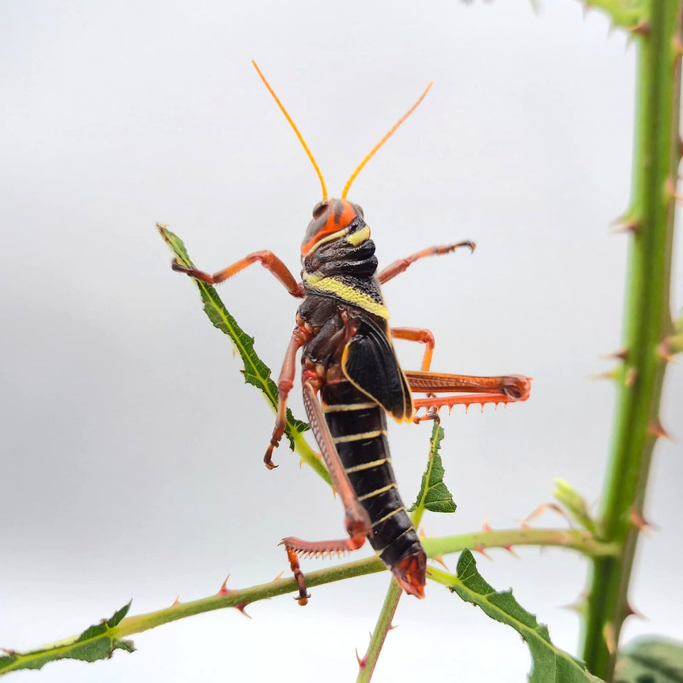 Miniaturbild: Riesenheuschrecke (Tropidacris collaris)