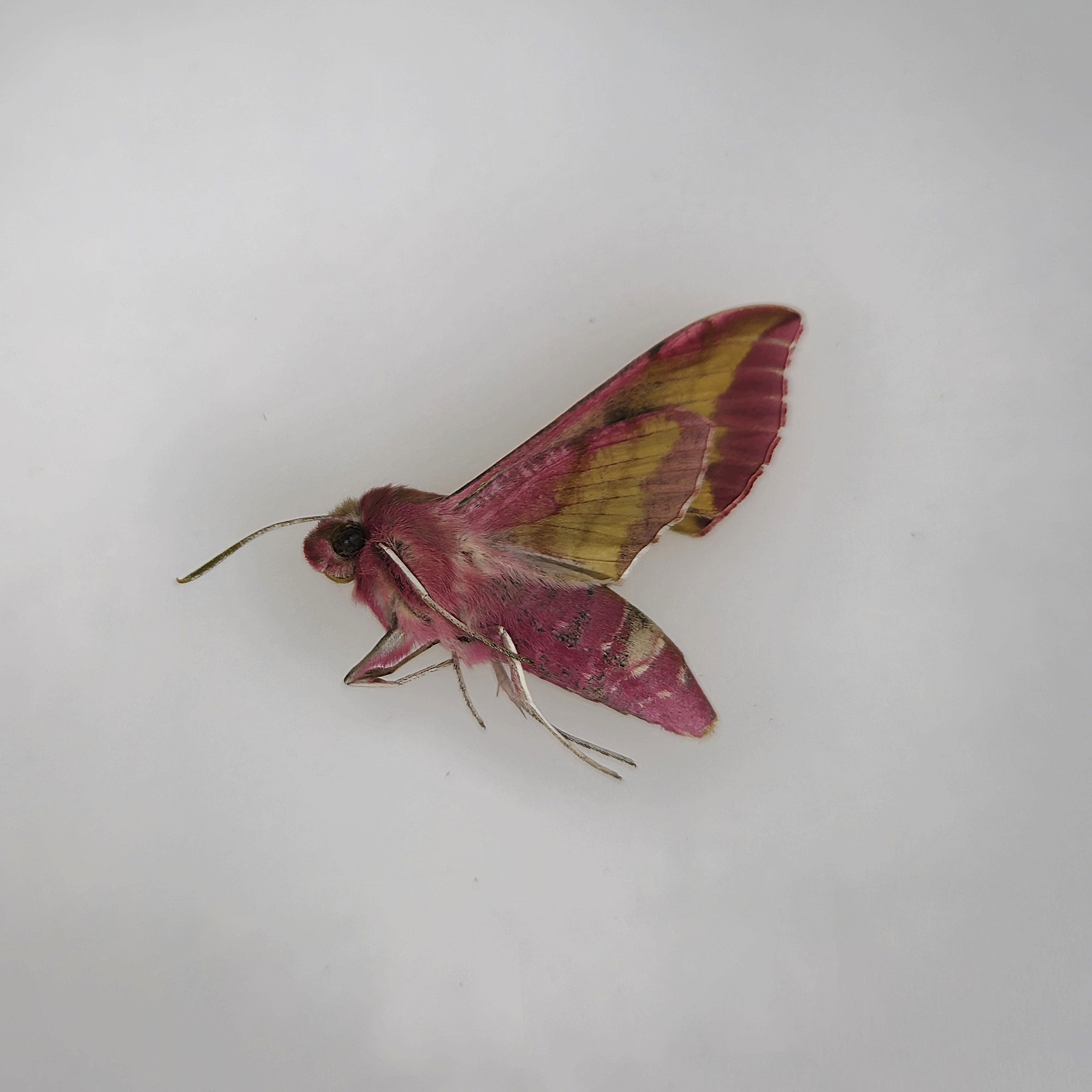 Deilephila porcellus