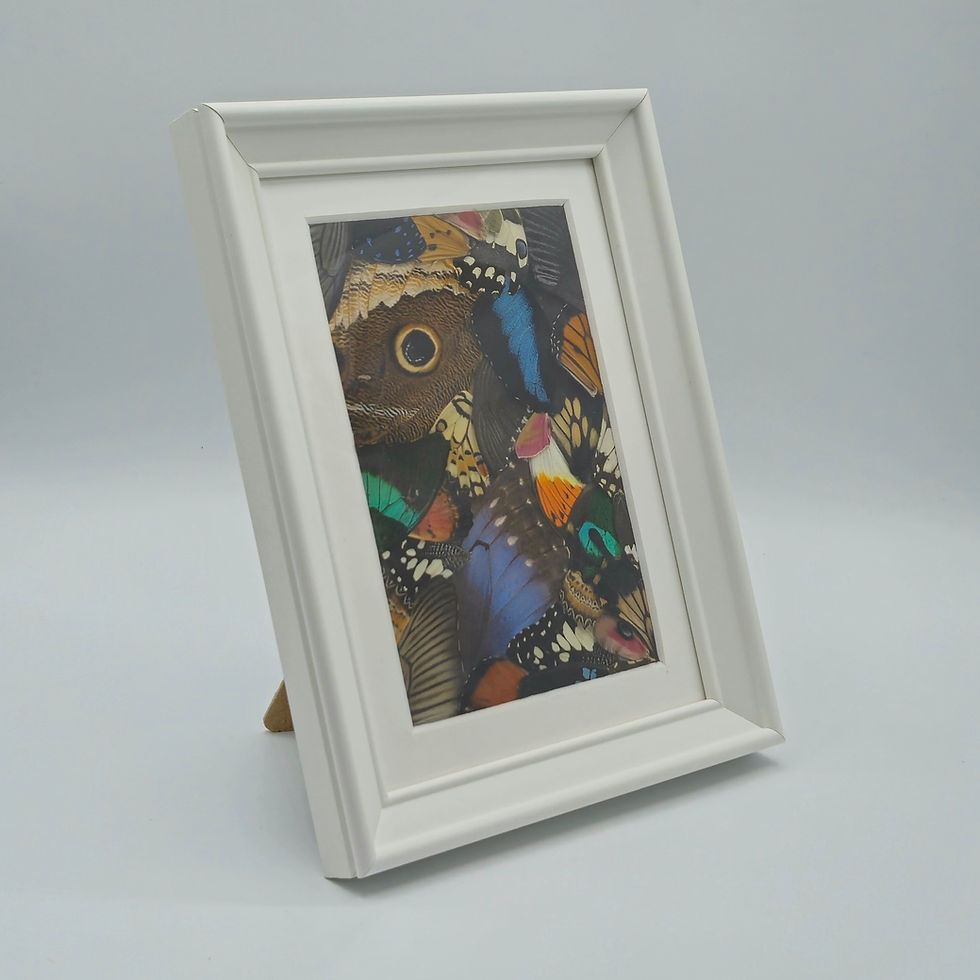 Miniaturbild: Schmetterlingsflügel im Rahmen